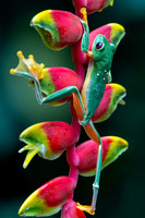 Costa Rica Photo Tours