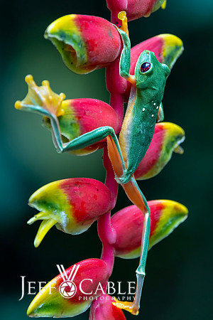 Costa Rica Photo Tours