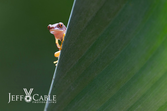 Costa Rica Photo Tours