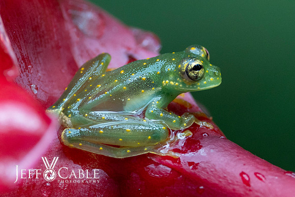 Costa Rica Photo Tours