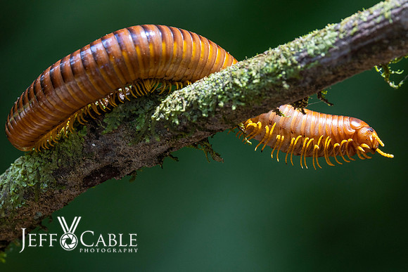 Costa Rica Photo Tours