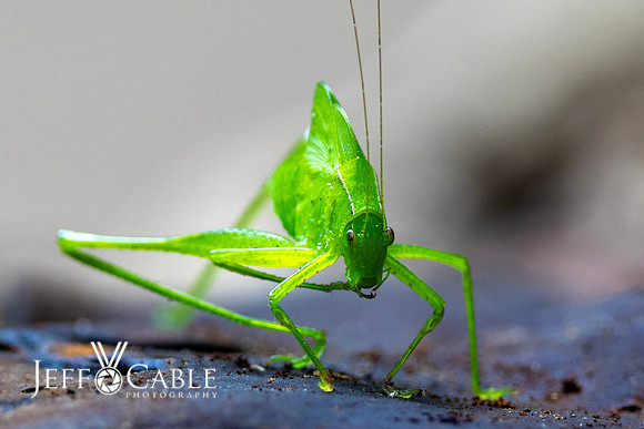 Costa Rica Photo Tours