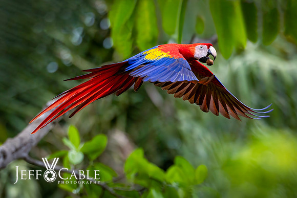 Costa Rica Photo Tours