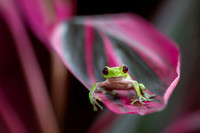 Costa Rica Photo Tours
