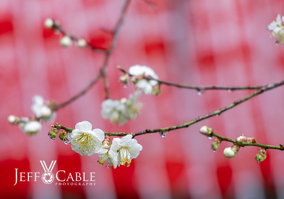 Edit-Japan-Photo-Tour-0887