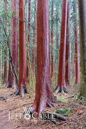 Edit-Japan-Photo-Tour-0855