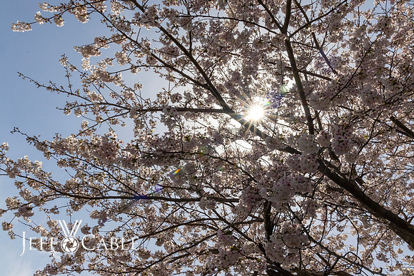Edit-Japan-Photo-Tour-1140