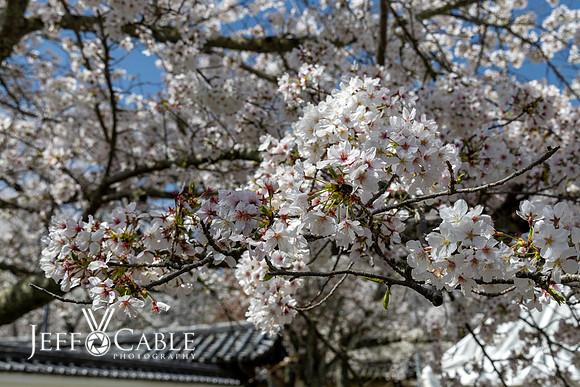 Edit-Japan-Photo-Tour-1524