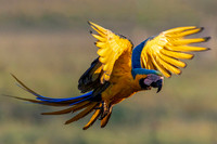 Edit-Pantanal-Brazil-Photo-Tour-0203