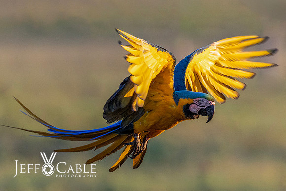 Edit-Pantanal-Brazil-Photo-Tour-0203