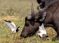 Edit-Botswana-2021-2577