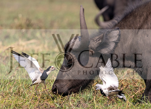 Edit-Botswana-2021-2577