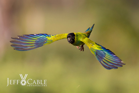 Edit-Pantanal-Brazil-Photo-Tour-0817
