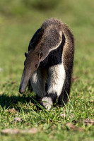 Edit-Pantanal-Brazil-Photo-Tour-0440