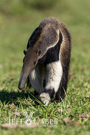 Edit-Pantanal-Brazil-Photo-Tour-0440
