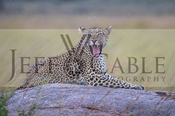 Edit-Tanzania-Migration-Tour-02674-crop