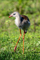 Edit-Pantanal-Brazil-Photo-Tour-0526