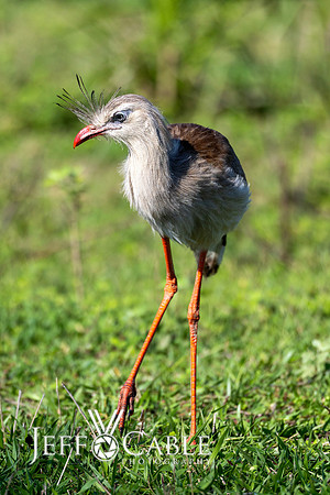 Edit-Pantanal-Brazil-Photo-Tour-0526