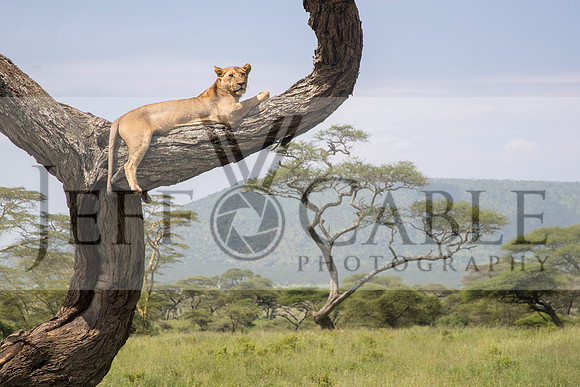Edit-Tanzania-Safari3-4047