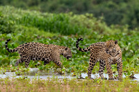 Pantanal