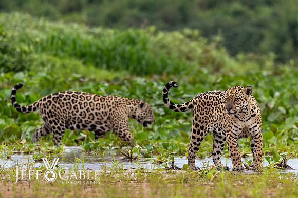 Edit-Pantanal-Brazil-Photo-Tour-2374-crop