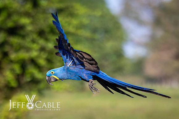Edit-Pantanal-Brazil-Photo-Tour-0831
