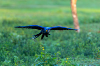 Edit-Pantanal-Brazil-Photo-Tour-0312