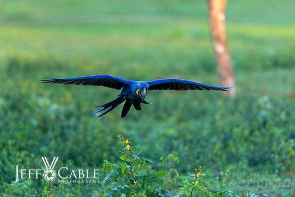 Edit-Pantanal-Brazil-Photo-Tour-0312