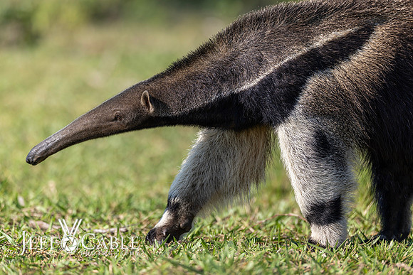 Edit-Pantanal-Brazil-Photo-Tour-0497