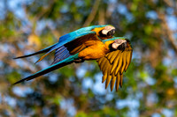 Edit-Pantanal-Brazil-Photo-Tour-0362