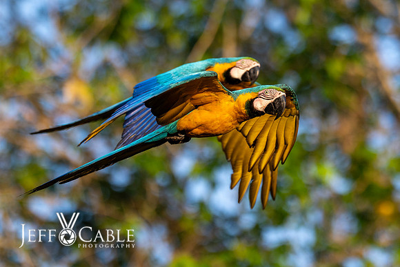 Edit-Pantanal-Brazil-Photo-Tour-0362