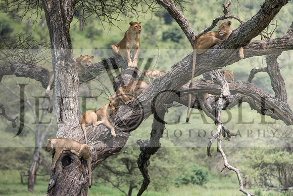 Edit-Tanzania-Safari3-4075