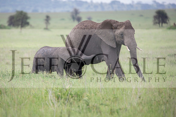 Edit-Tanzania-Safari3-4300