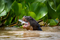 Edit-Pantanal-Brazil-Photo-Tour-1858