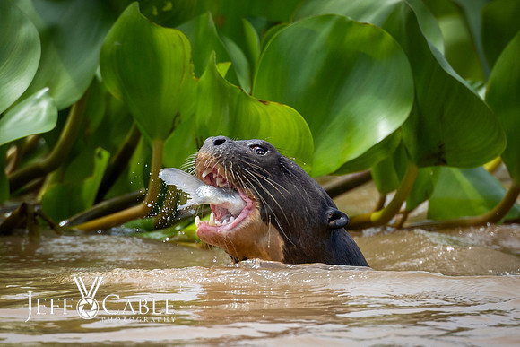 Edit-Pantanal-Brazil-Photo-Tour-1858