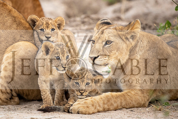 Edit-Tanzania-Migration-Tour-01098