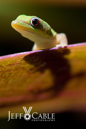 Nature Photography