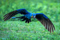 Edit-Pantanal-Brazil-Photo-Tour-0268