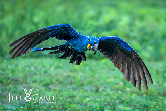 Edit-Pantanal-Brazil-Photo-Tour-0268