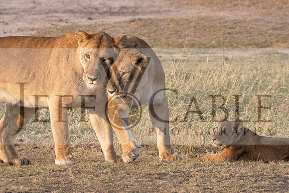 Edit-Tanzania-Migration-Tour-01709-crop