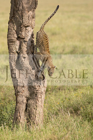 Edit-Tanzania-Safari3-3591-crop
