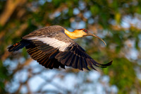 Edit-Pantanal-Brazil-Photo-Tour-0345