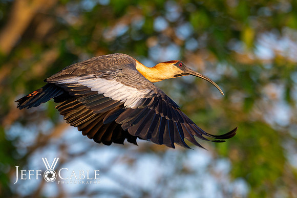 Edit-Pantanal-Brazil-Photo-Tour-0345