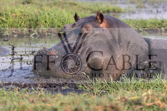 Edit-Botswana-2021-2443-crop