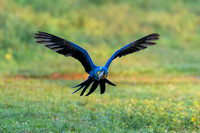 Edit-Pantanal-Brazil-Photo-Tour-0295