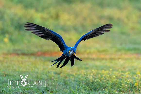 Edit-Pantanal-Brazil-Photo-Tour-0295