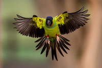 Edit-Pantanal-Brazil-Photo-Tour-0784