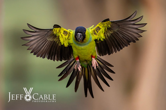 Edit-Pantanal-Brazil-Photo-Tour-0784