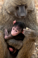 Edit-Tanzania-Migration-Tour-00782-crop