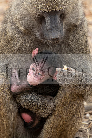 Edit-Tanzania-Migration-Tour-00782-crop